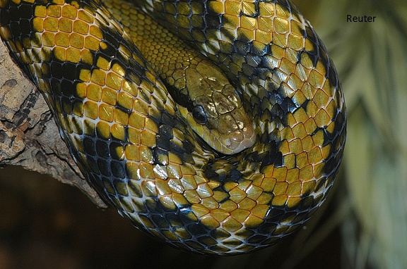 Taiwan-Schönnatter (Orthriophis taeniurus frisei)