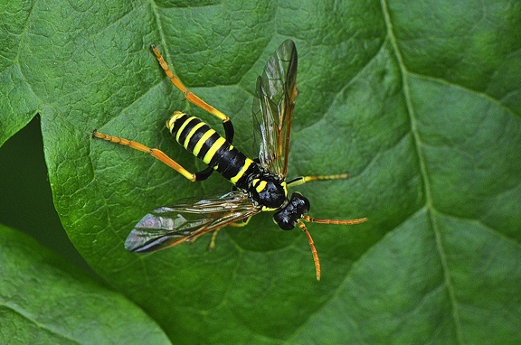 Braunwurzblattwespe (Tenthredo scrophulariae)