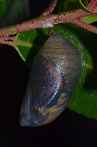 Erdbeerbaumfalter (Charaxes jasius) Puppe.jpg