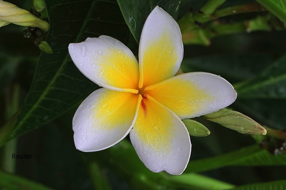 Westindische Frangipani (Plumeria alba)