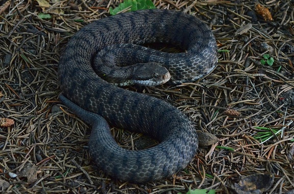 Aspisviper (Vipera aspis aspis)