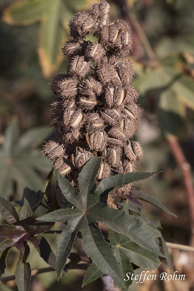 Wunderbaum (Ricinus communis)