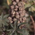 Wunderbaum (Ricinus communis)