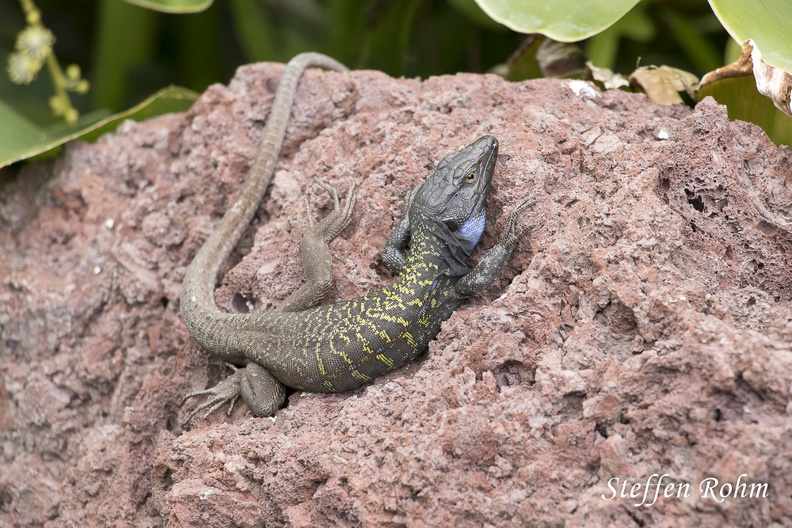 Kanareneidechse - Canary Lizard - Rohm-180527-9665.jpg