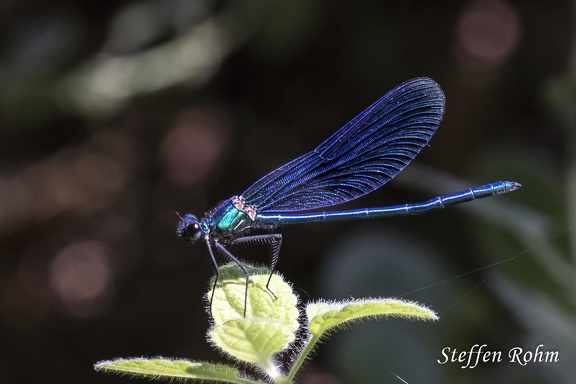 Gebänderte Prachtlibelle (Calopteryx splendens)