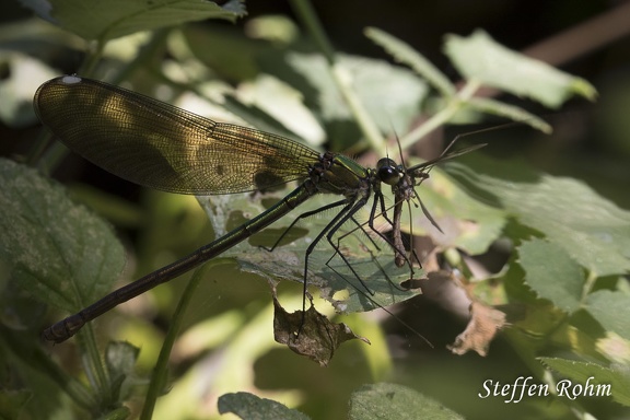 Gebänderte Prachtlibelle (Calopteryx splendens)