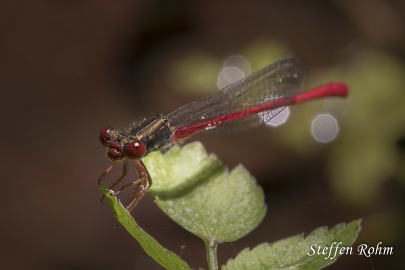 Zarte Rubinjungfer - male - Small Red Damsel-Rohm-200822-9269.jpg