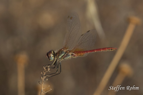 Frühe Heidelibelle (Sympetrum fonscolombii)