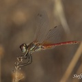 Frühe Heidelibelle (Sympetrum fonscolombii)