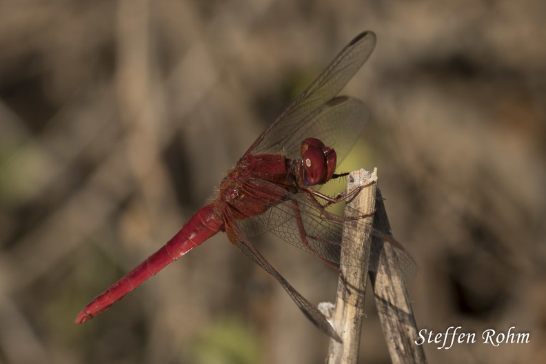 Feuerlibelle - male - Scarlet Darter-Rohm-200824-9458.jpg