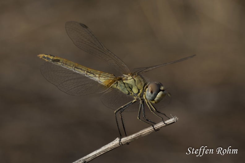 Frühe Heidelibelle - female - Red-veined Darter-Rohm-200816-8359.jpg