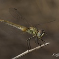 Frühe Heidelibelle (Sympetrum fonscolombii)
