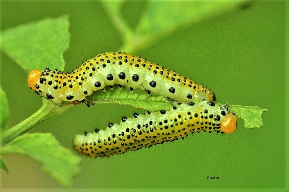 Ebereschen‐Blattwespe (Pristiphora geniculata)