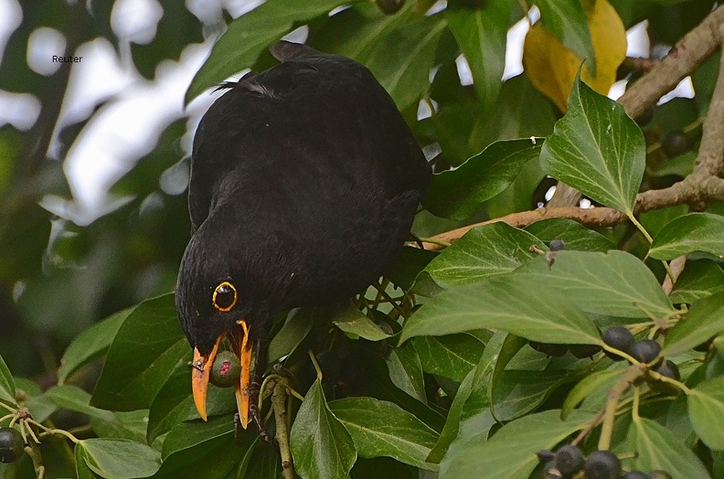 Amsel (Turdus merula).jpg