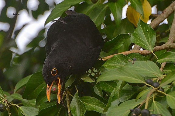 Amsel (Turdus merula) 