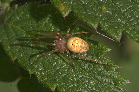 Herbstspinne (Metellina segmentata)