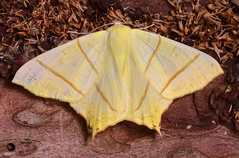 Nachtschwalbenschwanz (Ourapteryx sambucaria)