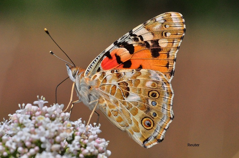 Distelfalter - Painted Lady (Vanessa cardui)
Foto: Karl Reuter
Ort: Reutlingen-Betzingen
Kamera: Nikon D90, Nikkor 105VR 1:2,8
Distelfalter - Painted Lady(Vanessa cardui).jpg