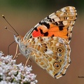 Distelfalter (Vanessa cardui)