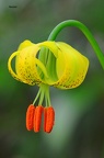 Krainer Lilie (Lilium carniolicum)