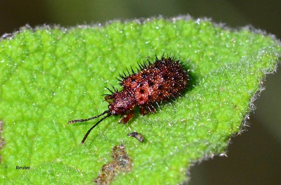 Brauner Stachelkäfer (Dicladispa testacea)