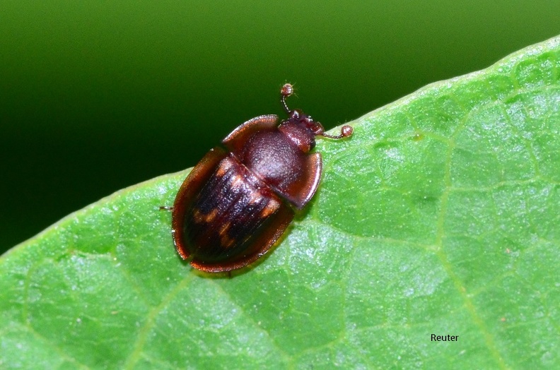 Glanzkäfer (Amphotis marginata)