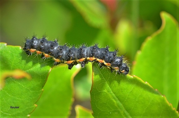 Südliches Kleines Nachtpfauenauge (Saturnia pavoniella)