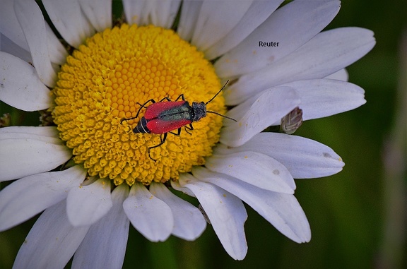 Zipfelkäfer (Malachius rubidus)