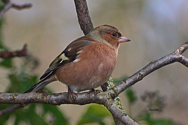 Buchfink (Fringilla coelebs)