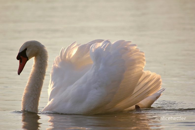 Höckerschwan (Cygnus olor)