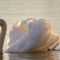 Höckerschwan (Cygnus olor)