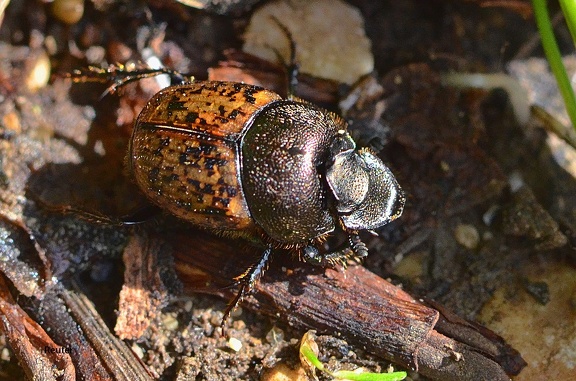 Dungkäfer (Onthophagus fracticornis)