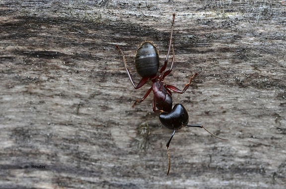 Braunschwarze Rossameise (Camponotus ligniperda)