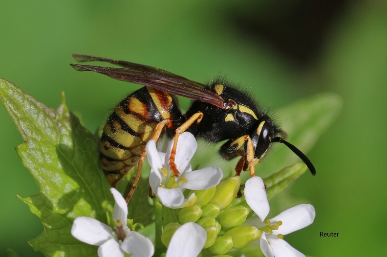 Rote Wespe (Vespula rufa)