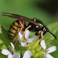 Rote Wespe (Vespula rufa)