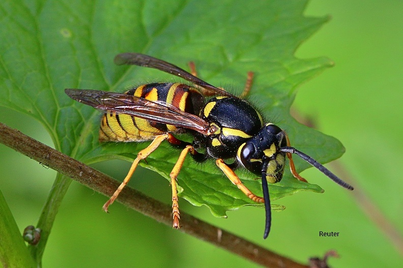 Rote Wespe Königin - Queen Red Wasp (Vespula rufa)
Foto: Karl Reuter
Ort: Reutlingen-Gönningen
Kamera: Canon EOS 70 D, EF 100mm 1:2,8 L IS USM Rote Wespe Königin (Vespula rufa).jpg