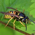 Rote Wespe (Vespula rufa)