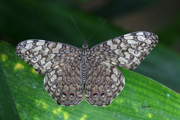 Variable Cracker (Hamadryas feronia)