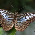 Blauer Segelfalter (Parthenos sylvia)