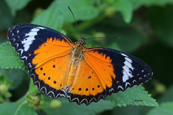 Leoparden-Netzflügler (Cethosia cyane)