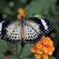 Leoparden-Netzflügler (Cethosia cyane)