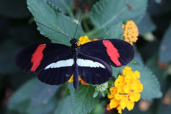 Kleiner Postbote (Heliconius erato)