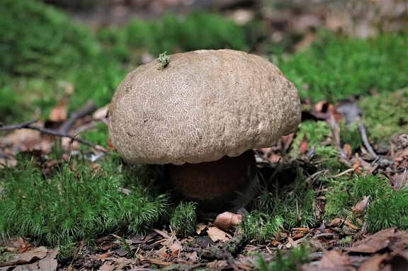 Schönfuß-Röhrling (Caloboletus calopus)