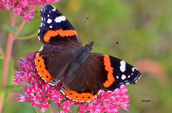 Admiral (Vanessa atalanta)