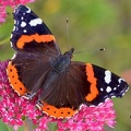 Admiral (Vanessa atalanta)