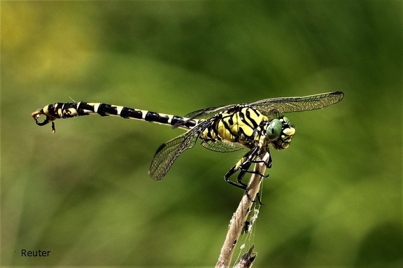 Kleine Zangenlibelle (Onychogomphus forcipatus)