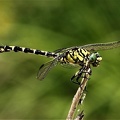 Kleine Zangenlibelle (Onychogomphus forcipatus)
