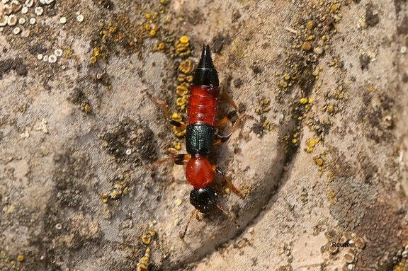 Uferkurzflügler (Paederus littoralis)