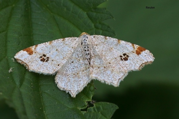 Hellgrauer Eckflügelspanner (Macaria notata)