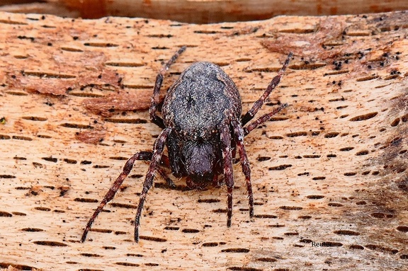 Spaltenkreuzspinne (Nuctenea umbratica)